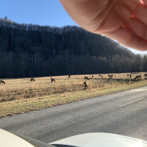view of wild elk in a field